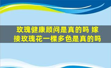 玫瑰健康顾问是真的吗 嫁接玫瑰花一棵多色是真的吗